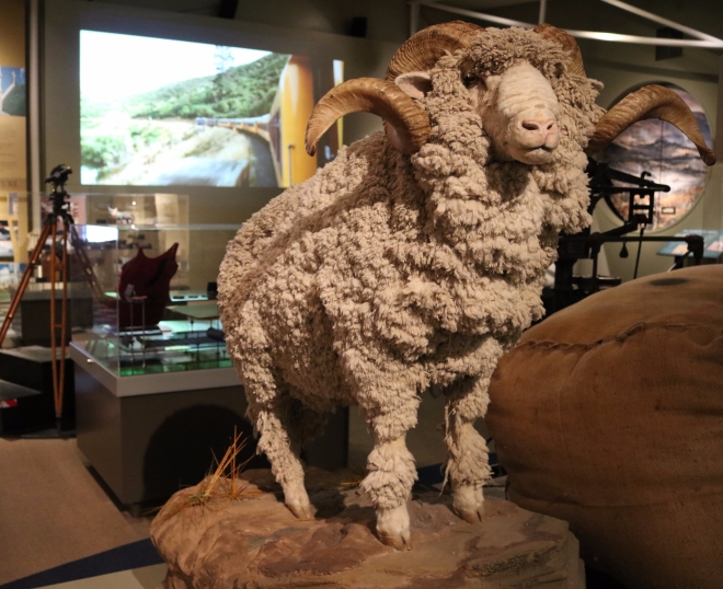 Merino Sheep in Otago Museum